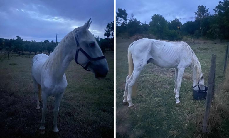 Cavalo perdido na zona da Platex (atualização) * cavalo apelo