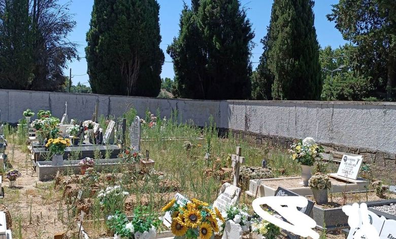 Ervas invadem cemitério de Tomar cemiterio 331140353 1777480408485910356 n