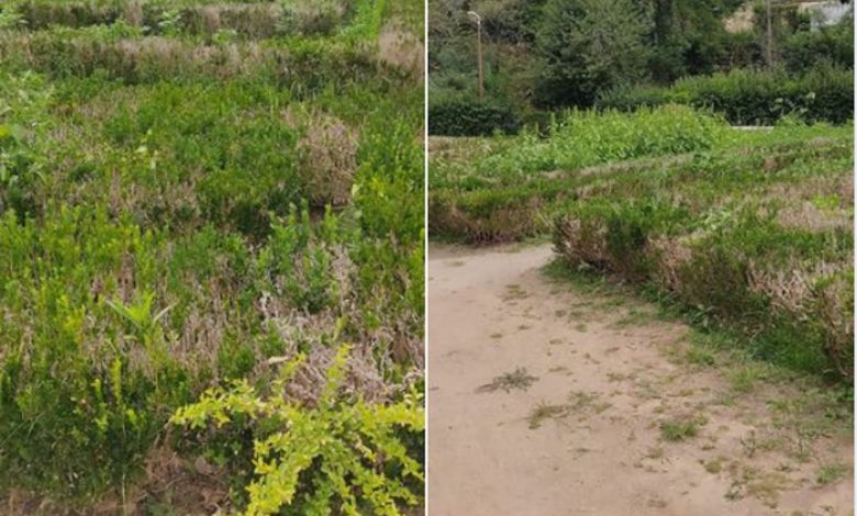 Canteiros da Mata dos Sete Montes cheios de erva mata