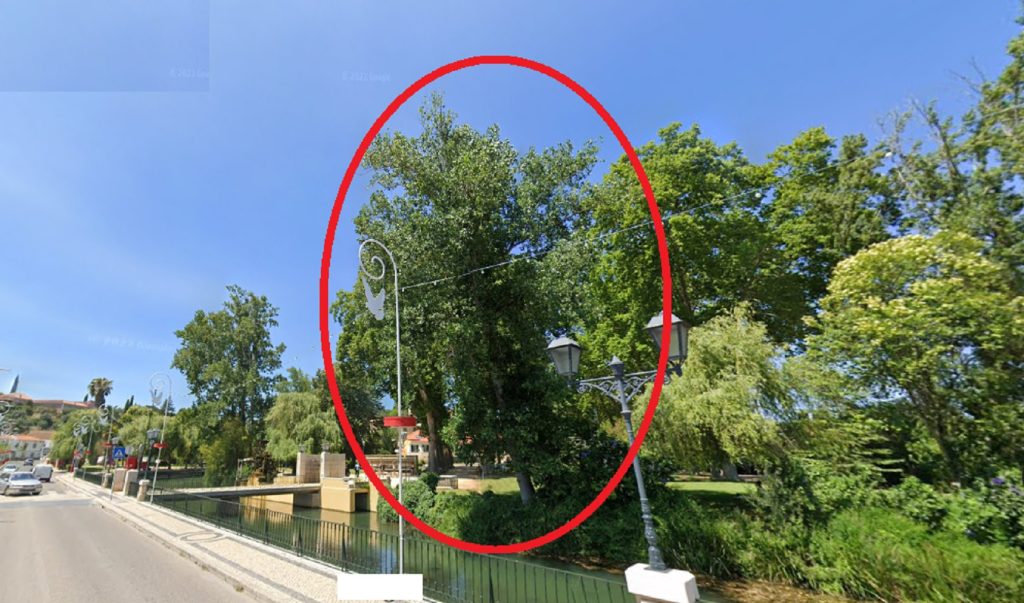 Perigo: caiu grande ramo de árvore na av. Norton de Matos arvore 567890