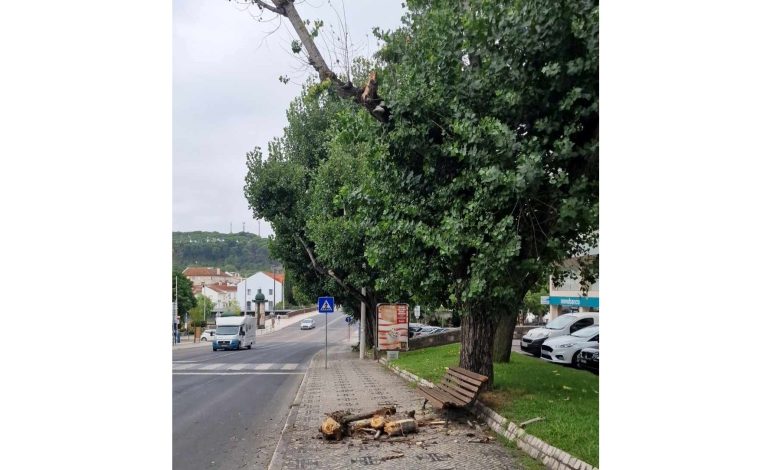 Perigo: caiu grande ramo de árvore na av. Norton de Matos arvore b58 4b32 bf59 6123015e60aa