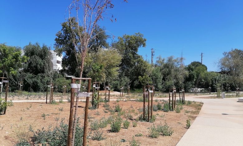 Novo parque do Flecheiro: dezenas de árvores morrem por falta de rega arvores flecheiro IMG 20240825 135914