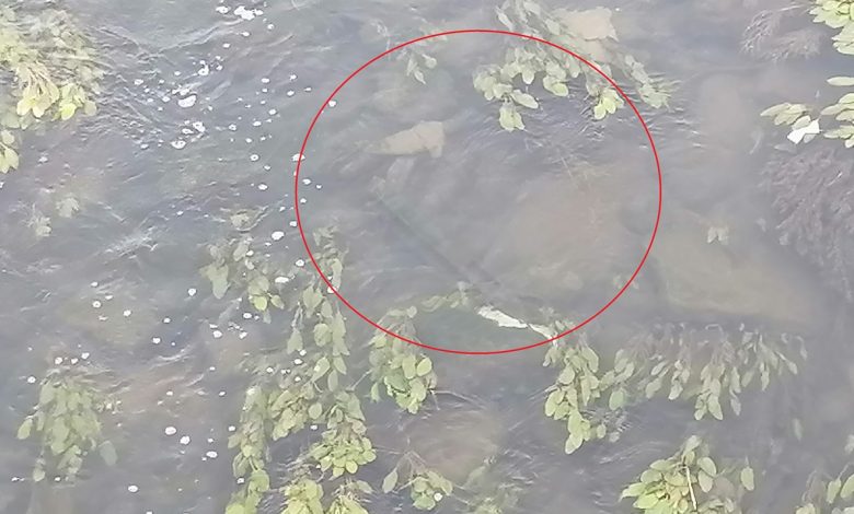 Mais uma trotinete descoberta no rio Nabão trotinete IMG 20240804 105528