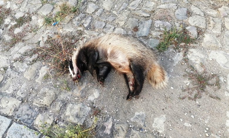 Texugo atropelado perto de Tomar texugo IMG 20240907 082903