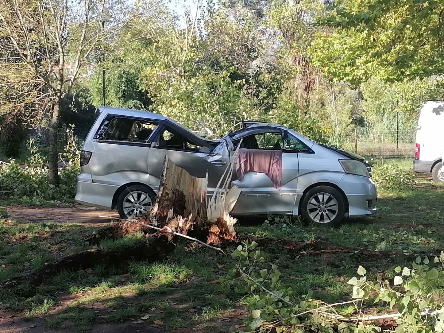 Árvore de grande porte caiu no parque de caravanismo e destruiu carrinha IMG 20241013 100348