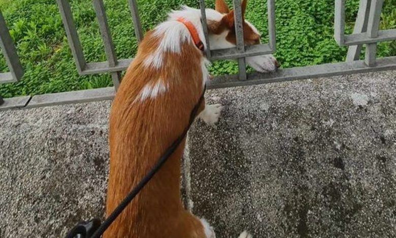 A aventura de uma cadela que fugiu do parque canino para a escola Jácome Ratton 462549143 595846672861830 576603112779954187 n