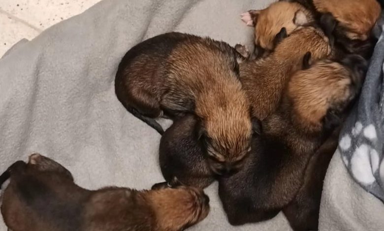 Cachorros abandonados em contentor do lixo caes 18671269001972 724731540170896165 n