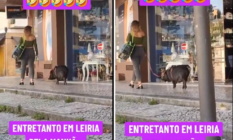 Mulher passeia porco vietnamita pelas ruas de Leiria porco vietnamita sssti