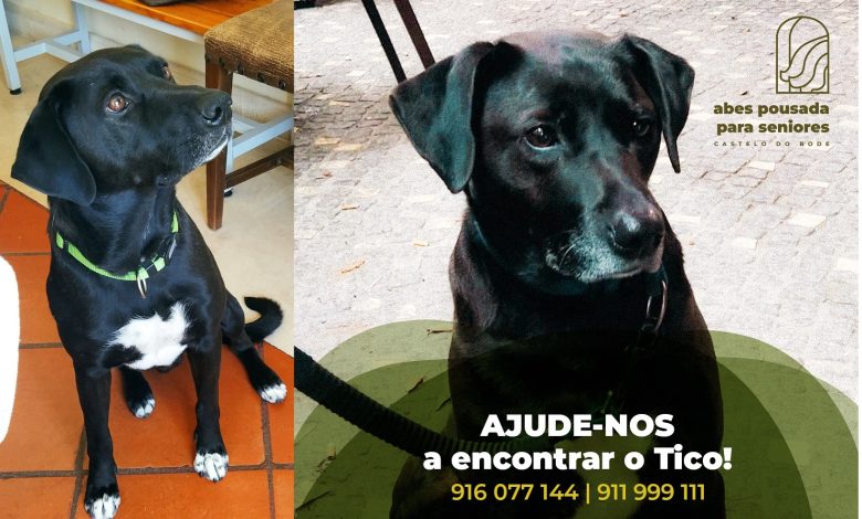 Mascote desapareceu da pousada sénior de Castelo do Bode (Atualização)* apelo 7893