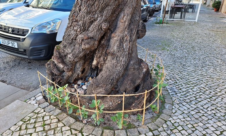 Favas já crescem de novo na rua dos Arcos favas 20250117 111628
