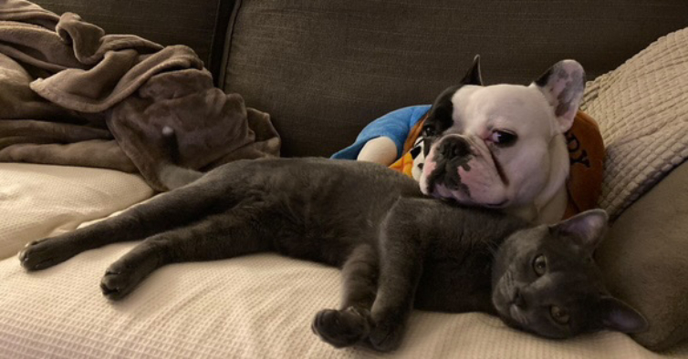 A história de um cão que “adotou” um gato gato 56bc04a60402480680755567d 754x394 1