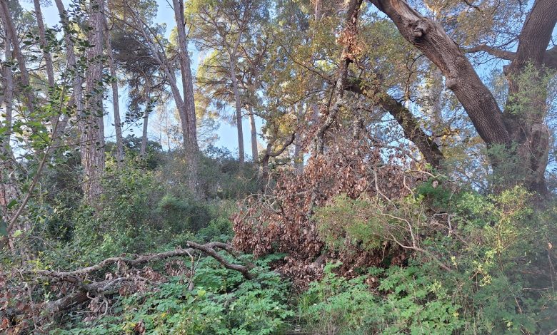 Nove anos depois, pinhal de Santa Bárbara de novo ao abandono pinhal de santa barbara 20241231 103600