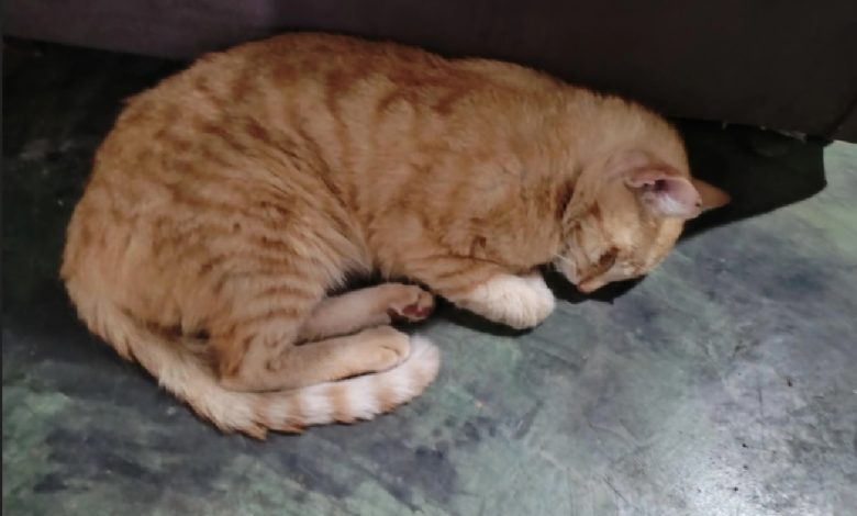 Gatos envenenados nos Calvinos gato 6789