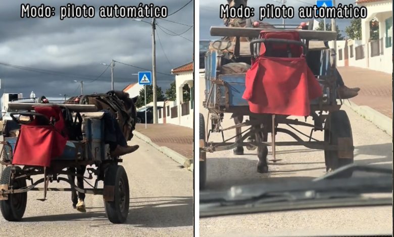 Dono dorme em carroça puxada por mula (c/ vídeo) mula