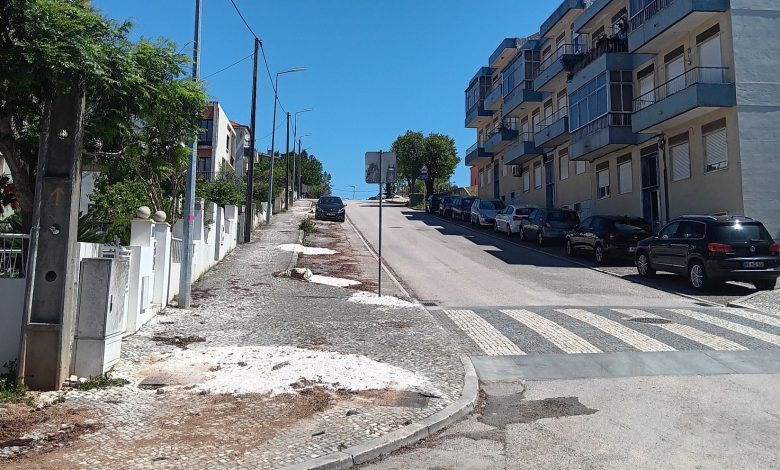 Tomarenses ainda em choque com abate ilegal de olaias olaias 3090050837 4075504479291409350 n