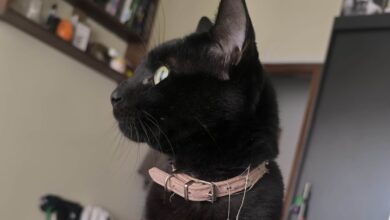IMG 20250516 WA0008 Copia