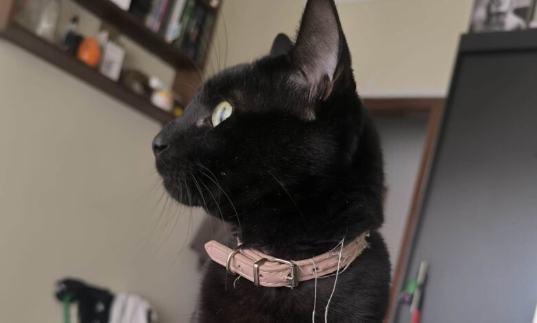 Apelo: gato desapareceu (atualização)* IMG 20250516 WA0008 Copia
