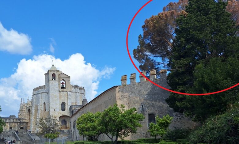 Pinheiro manso do castelo de Tomar vai ser abatido convento charola 20250511 102128 Copia