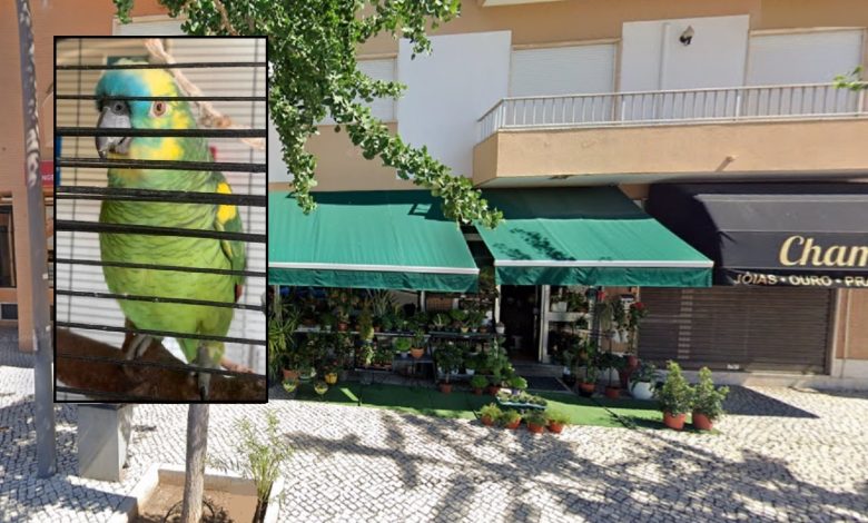 Florista assaltada no Entroncamento. Roubaram dinheiro e um papagaio (atualização)* entronc 654