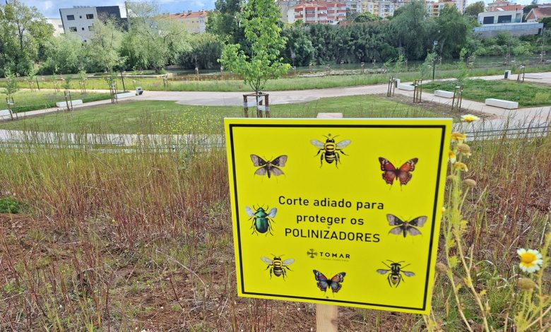 Câmara adia corte de ervas “para proteger os polinizadores” flecheiro 20250511 105946