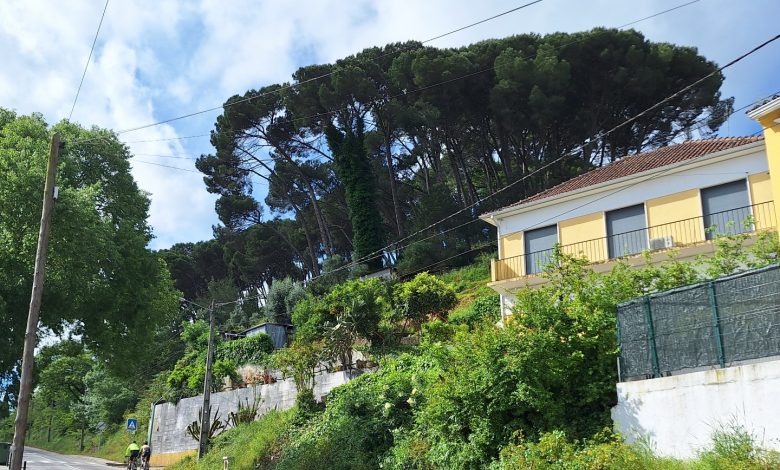 O que estão a fazer no pinhal de Santa Bárbara? pinhal santa barbara 20250501 103139