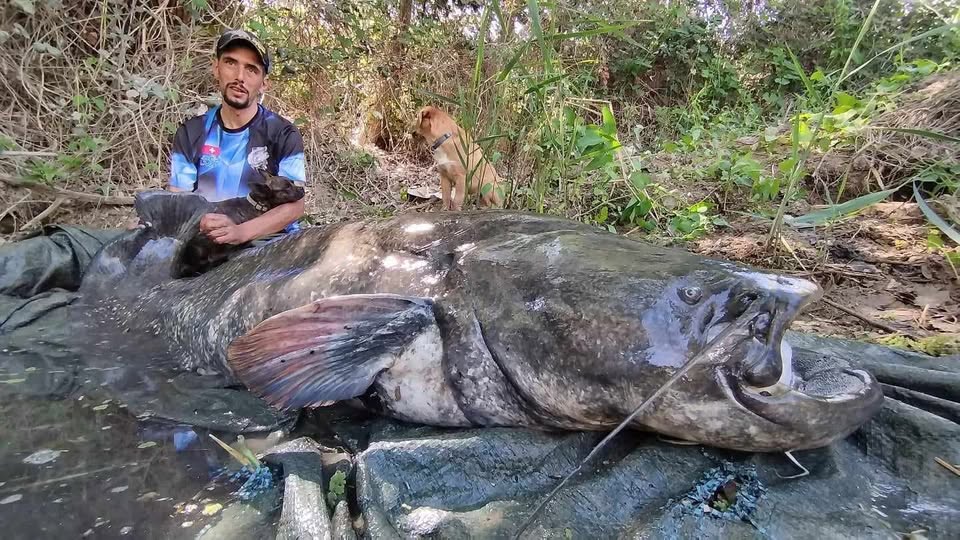 Pescador de Tomar captura Siluro gigante no rio Tejo (c/ vídeo) O maior exemplar que Helder Silva pescou